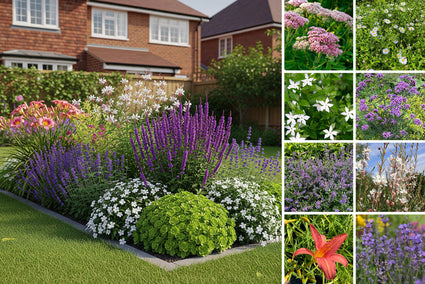 Beetpaket Michaël – langblühende mehrjährige Bio-Pflanzenmischung – Weiß, Rosa und Lila – pro m2