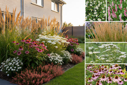 Beetpaket Myrte – Stauden – Präriegarten – Weiß und Rot – trockene Erde – Sonne