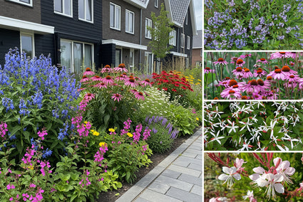 Beetpaket Mohammed - Natürlicher, sonniger Garten