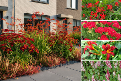 Beetpaket Noa - Stauden - Rote Blüte - Sonne und Halbschatten