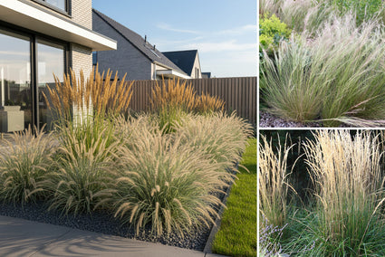 Beetpaket Pien - Pflegeleichte Ziergräser - Sonnige Rabatten - pro m2