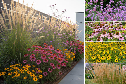 Beetpaket Rens - Präriebeet-Stauden Lila, Rosa und Gelb