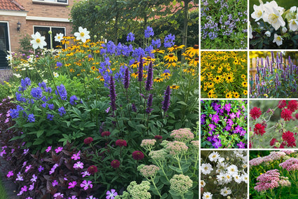 Beetpaket Ron – Das ganze Jahr über blühende Bio-Mehrjährige-Pflanzenmischung – Bunt – Sonne und Halbschatten – pro m2