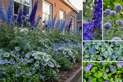 Beetpaket Ruben - Stauden - Blaublüher - Standort So