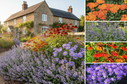 Beetpaket Sterre - Stauden orange und lila - trockene Erde - Sonne
