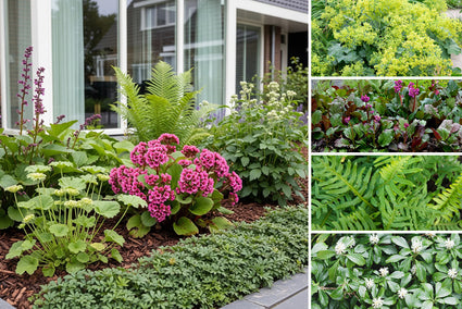 Beetpflanzenset Stijn - Immergrünes Rabattenpaket mit Stauden - Schatten - pro m2