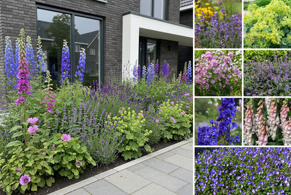 Beetpaket William – Englischer Garten – Lila, Weiß & Rosa – ab 1 m2