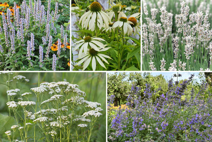 Beetpaket Ellen - Stauden für Bienen - Weiß & Lila - Sonne