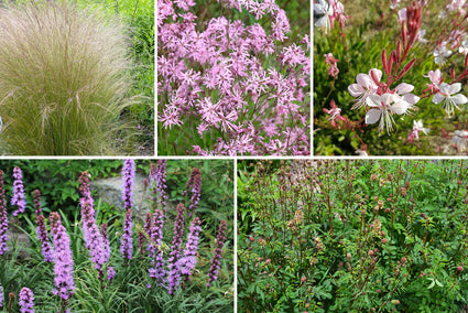 Bio-Beetpaket Liedewij kalkhaltiger Sandboden / sonnig