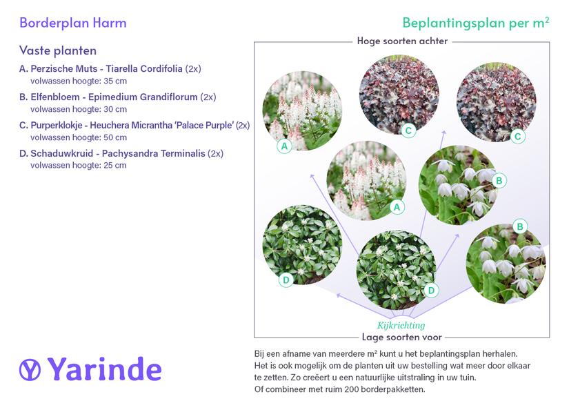 Perserhut - Tiarella cordifolia Perserhut - Tiarella cordifolia