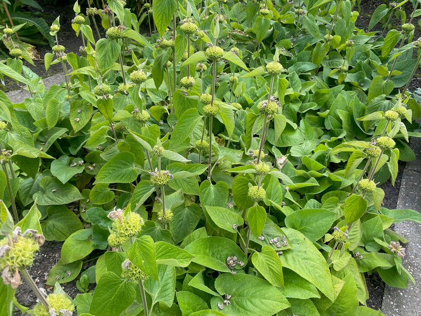 brandkruid phlomis ook uitgebloeid prachtig brandkruid phlomis ook uitgebloeid prachtig