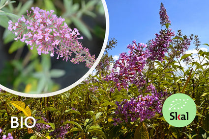 Bio-Schmetterlingsstrauch - Buddleja davidii 'Pink Delight'