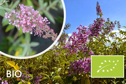 Bio Schmetterlingsflieder - Buddleja davidii 'Pink Delight' Bio