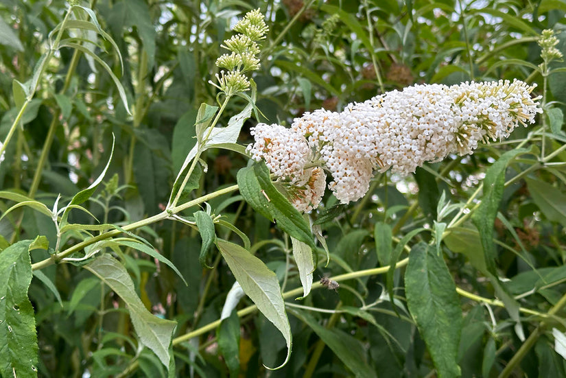 Bio-Schmetterlingsstrauch (weiß) - Buddleja davidii 'White Profusion' BIO Bio-Schmetterlingsstrauch (weiß) - Buddleja davidii 'White Profusion' BIO