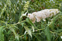 Bio-Schmetterlingsstrauch (weiß) - Buddleja davidii 'White Profusion' BIO Bio-Schmetterlingsstrauch (weiß) - Buddleja davidii 'White Profusion' BIO