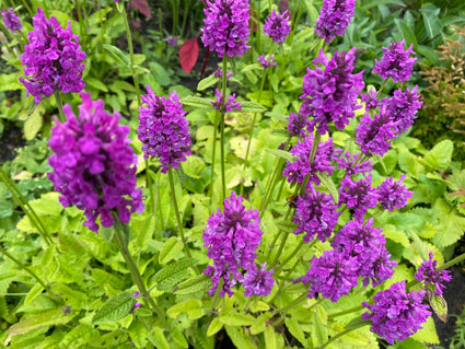 Stachys officinalis - Betonie (einheimisch)