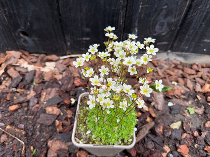 Bio-Steinbrech - Saxifraga x arendsii 'White' Bio