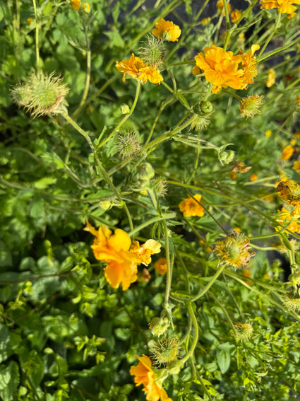 Nelkenwurz (Gelb) - Geum chiloense 'Lady Stratheden'