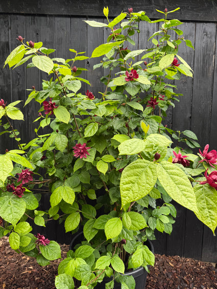 Bohnenkraut / Gewürzstrauch - Calycanthus 'Hartlage Wine'
