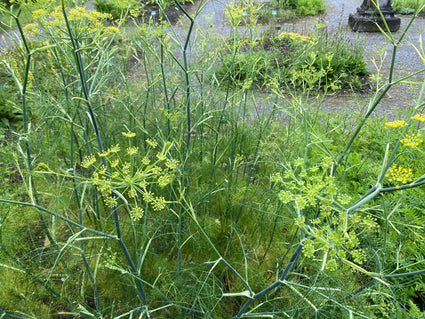 Fenchel - Foeniculum vulgare