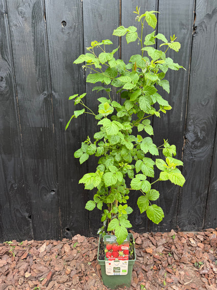 Bio-Himbeere - Rubus idaeus 'Twotimer Sugana Red'®'