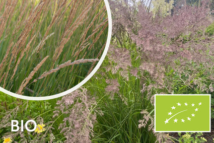 Straußenrohr - Calamagrostis x acutiflora 'Overdam'