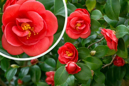 Kamelie - Camellia japonica 'Dr. König'