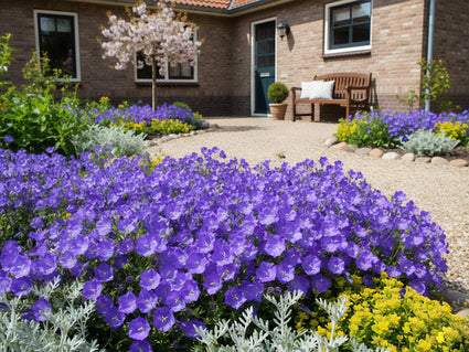 Karpaten-Glockenblume - Campanula carpatica 'Blaue Clips'