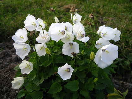 Karpaten-Glockenblume (Weiß) - Campanula carpatica 'Weisse Clips'
