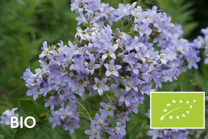 Bio-Glockenblume - Campanula lactiflora