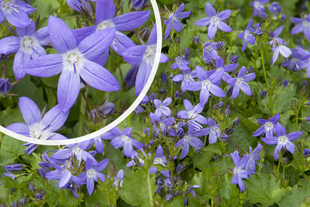 Kaufen und kombinieren Sie die Glockenblume Campanula poscharskyana 'Stella'