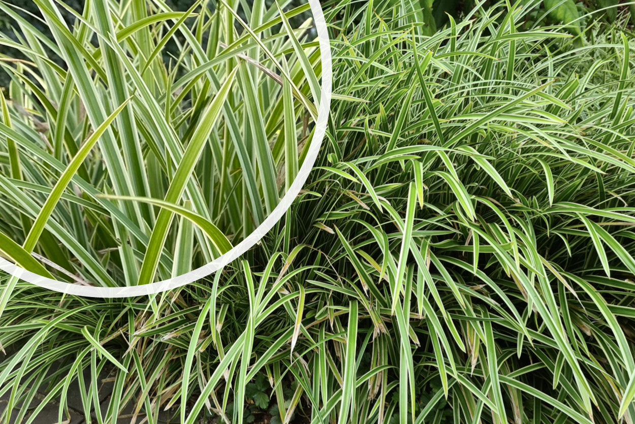 carex riparia variegata Segge Carex morrowii 'Variegata' Buntes Ziergras für den Garten