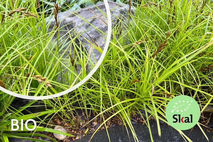 Bio-Wald-Segge (Wintergrün) - Carex sylvatica (einheimische Segge)