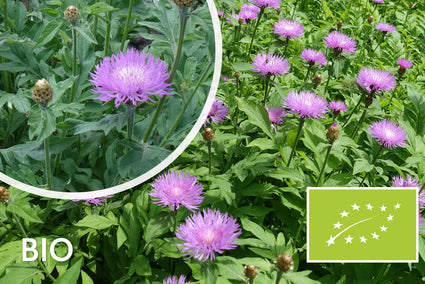 Kornblume - Centaurea dealbata