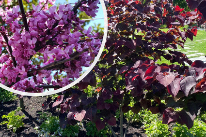 Amerikanischer Judasbaum (lila) - Cercis canadensis 'Forest Pansy'