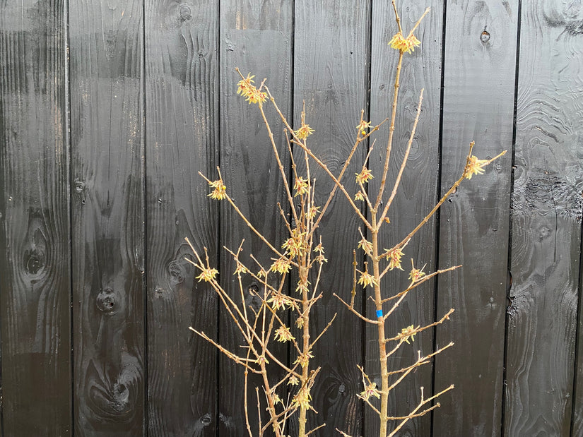 Melonenbaum - Chimonanthus praecox (Wintersüße) Melonenbaum - Chimonanthus praecox (Wintersüße)