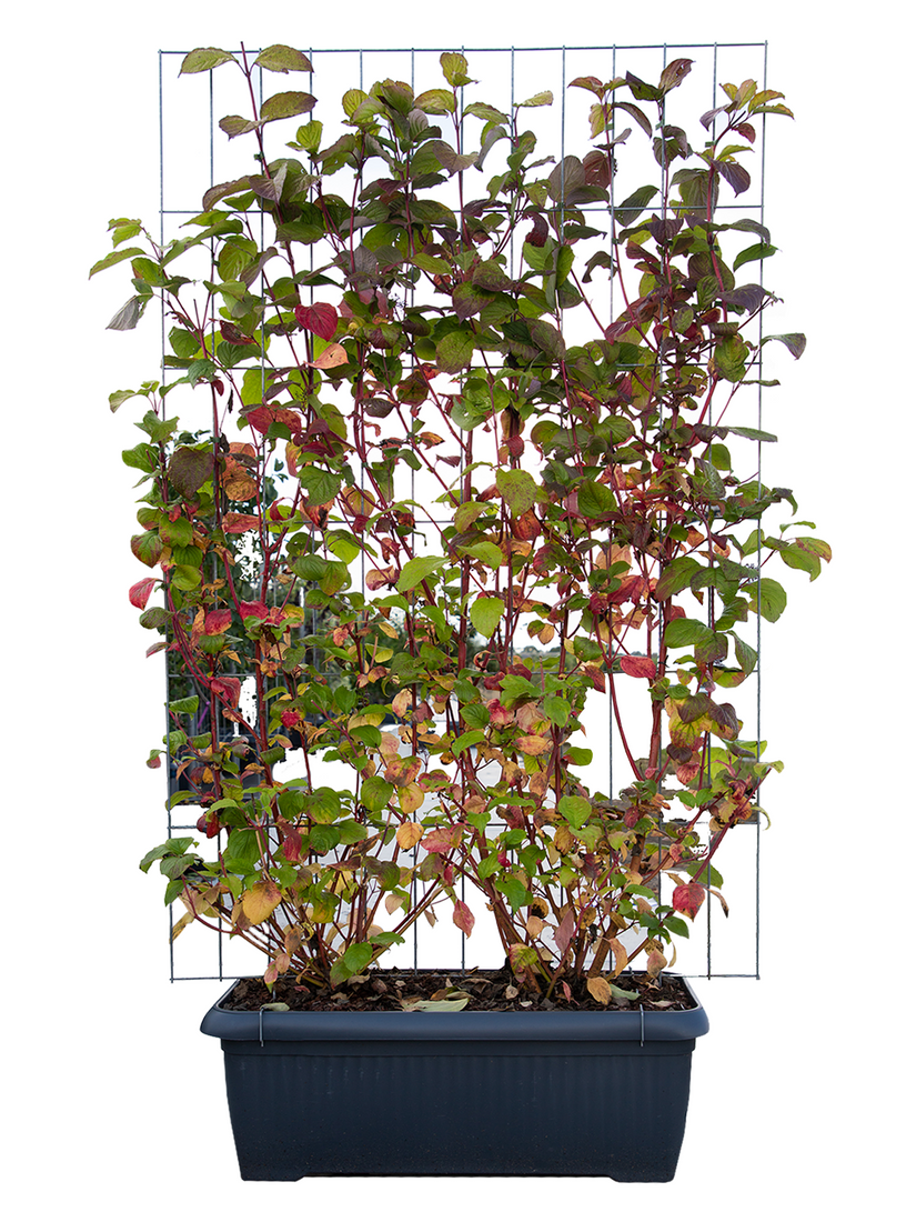 Fertige Hartriegelhecke - Cornus alba 'Sibirica' 180x120cm Fertige Hartriegelhecke - Cornus alba 'Sibirica' 180x120cm