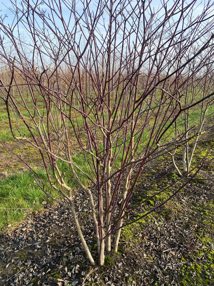 Pagoden-Hartriegel - Cornus alternifolia