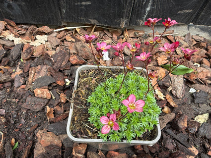 Bio-Steinbrech - Saxifraga x Arendsii Red (Rot)