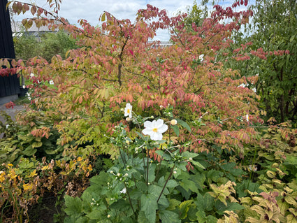 Wilder Kernbeißer - Euonymus europaeus 'Red Cascade'