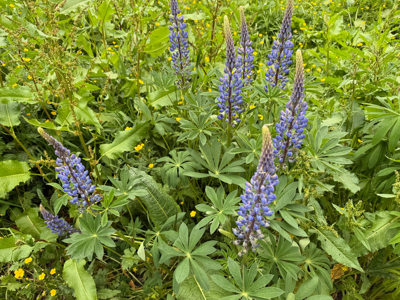 Lupine (Blau) - Lupinus 'Gallery Blue' Lupine (Blau) - Lupinus 'Gallery Blue'