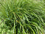 Bio-Straußenrohr - Calamagrostis x acutiflora 'Karl Foerster' TIPP Bio-Straußenrohr - Calamagrostis x acutiflora 'Karl Foerster' TIPP