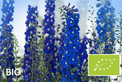 Bio-Rittersporn - Delphinium (P) 'Blue Bird'