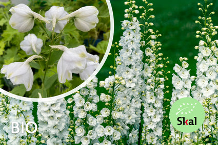 Rittersporn (weiß) - Delphinium 'Galahad' TIP