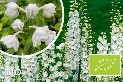 Rittersporn (weiß) - Delphinium 'Galahad' TIP