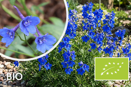 Rittersporn - Delphinium grandiflorum 'Blauer Zwerg'