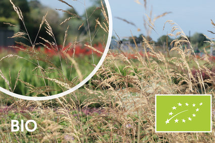 Bio-Rohgeruch – Deschampsia cesp. 'Goldschleier'