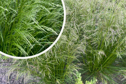 Rauer Geruch (Höhe 100 cm) – Deschampsia caespitosa – Heimisches Ziergras