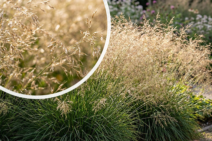 Rasenschmiele (Höhe 100 cm, einheimisches Ziergras) - Deschampsia caespitosa