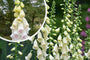 Fingerhut - Digitalis purpurea 'Alba' Fingerhut - Digitalis purpurea 'Alba'
